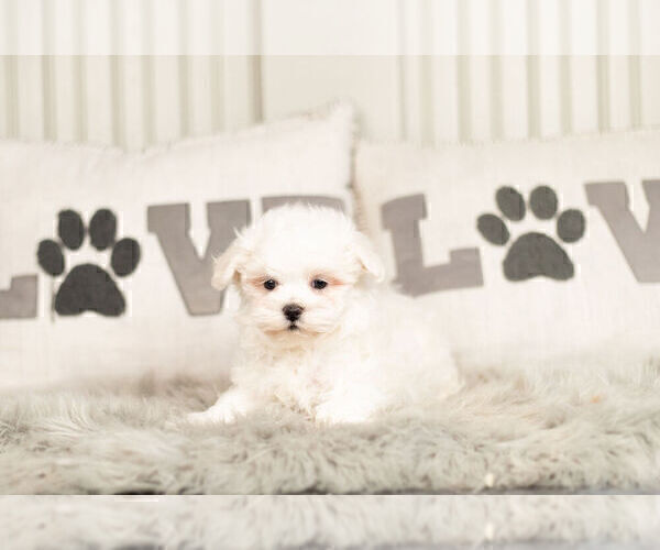 Medium Photo #4 Maltese Puppy For Sale in WARSAW, IN, USA