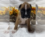 Small Photo #5 Boxer Puppy For Sale in PAWNEE CITY, NE, USA