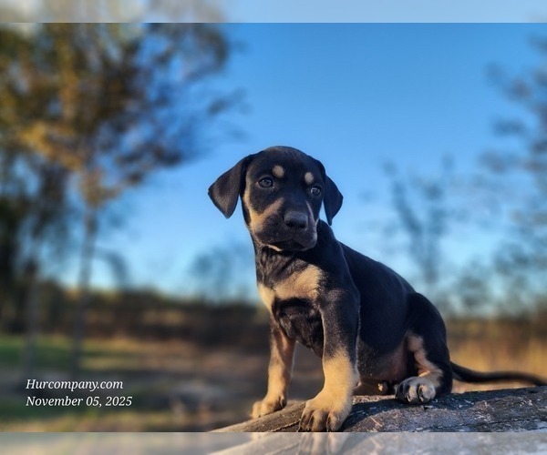 Medium Photo #5 Catahoula Leopard Dog Puppy For Sale in CUMBY, TX, USA