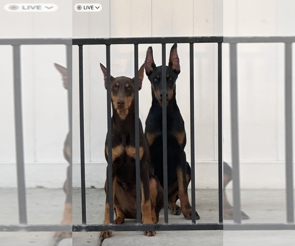 Medium Photo #1 Doberman Pinscher Puppy For Sale in SAN BERNARDINO, CA, USA