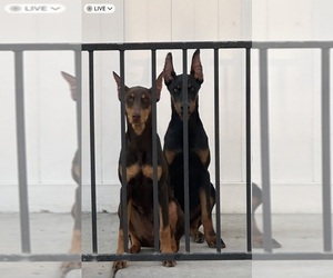 Mother of the Doberman Pinscher puppies born on 06/09/2025