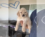 Puppy Puppy 3 Goldendoodle