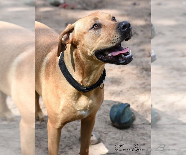 Medium Photo #6 Labrador Retriever-Unknown Mix Puppy For Sale in The Woodlands, TX, USA