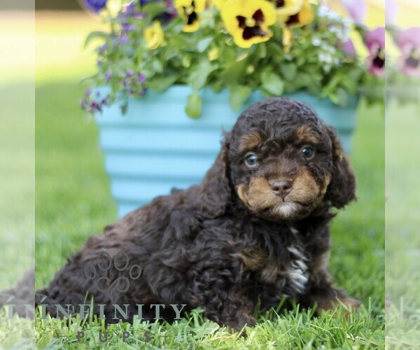 Medium Photo #3 Cavapoo (Miniature) Puppy For Sale in QUARRYVILLE, PA, USA