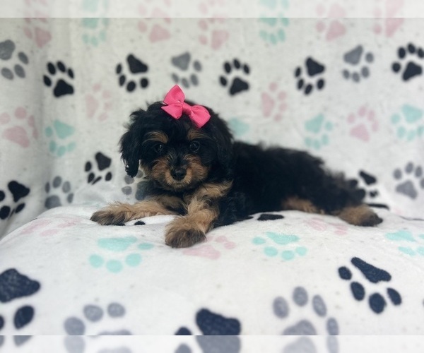 Medium Photo #7 Cavapoo Puppy For Sale in LAKELAND, FL, USA