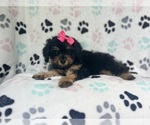 Small #6 Cavapoo