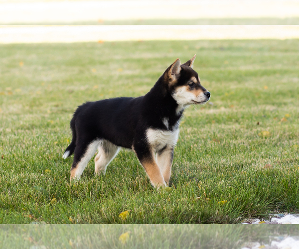 Medium Photo #9 Shiba Inu Puppy For Sale in MILLERSBURG, IN, USA