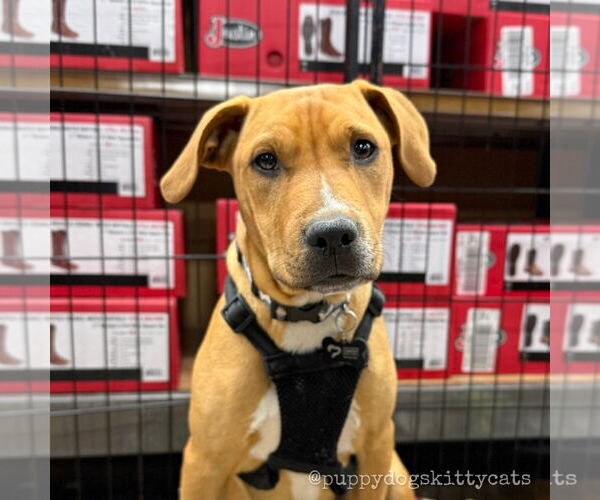 Medium Photo #3 Bulldog-Labrador Retriever Mix Puppy For Sale in Tarrytown, GA, USA