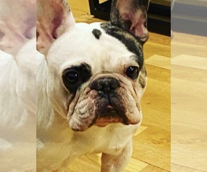 Mother of the French Bulldog puppies born on 06/13/2026