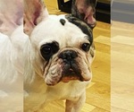 Small Photo #1 French Bulldog Puppy For Sale in VANCOUVER, WA, USA
