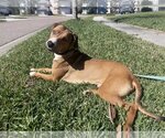 Small Photo #11 Bogle Puppy For Sale in Orlando, FL, USA