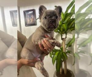 French Bulldog Puppy for sale in MORENO VALLEY, CA, USA