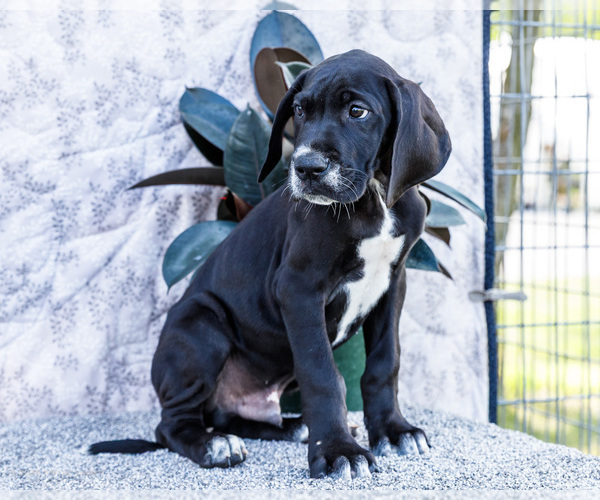 Medium Photo #8 Great Dane Puppy For Sale in WAKARUSA, IN, USA