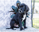 Small #7 Great Dane