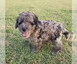 Small #7 Aussiedoodle