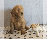 Puppy Ralph Goldendoodle