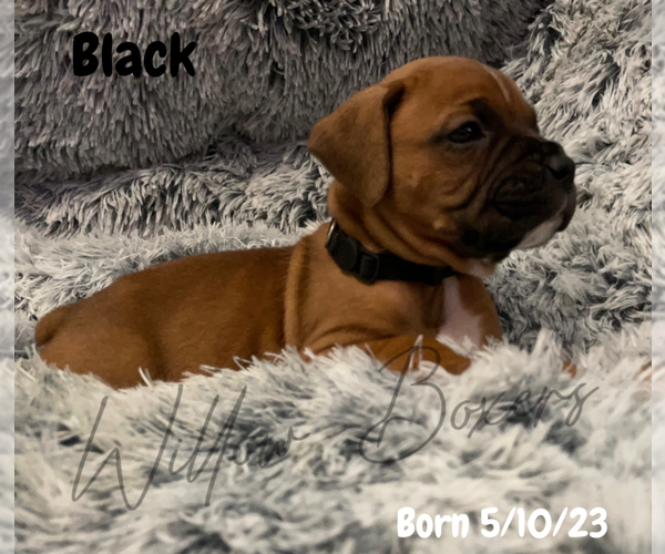 Medium Photo #10 Boxer Puppy For Sale in WEST COLUMBIA, SC, USA