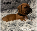 Small Photo #10 Boxer Puppy For Sale in WEST COLUMBIA, SC, USA