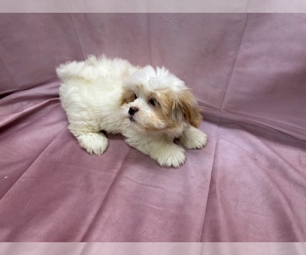 Medium Photo #1 Cavaton Puppy For Sale in HENNIKER, NH, USA