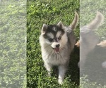 Small Photo #5 Alaskan Klee Kai Puppy For Sale in MOUNTAIN HOME, ID, USA
