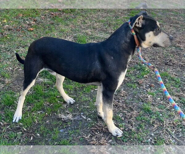 Medium Photo #2 Mutt Puppy For Sale in Tarboro, NC, USA