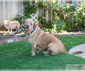 Clifford - Male Labrador Retriever Dog for Adoption - Photo #4