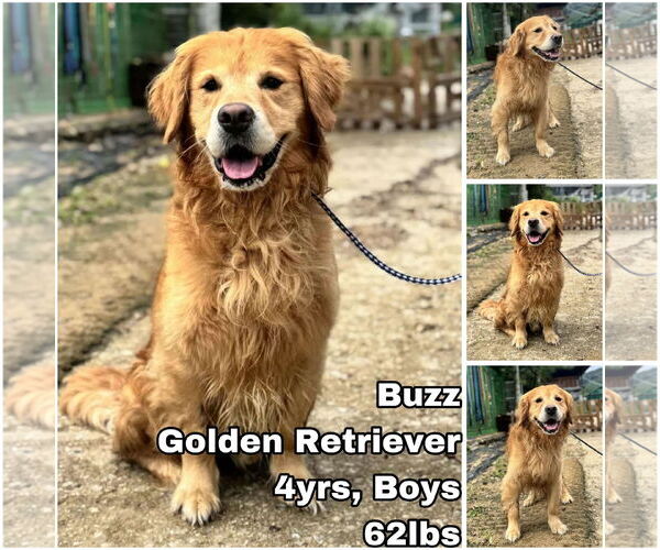 Medium Photo #1 Golden Retriever Puppy For Sale in Seattle, WA, USA