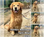 Small Golden Retriever