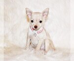 Puppy Barbie Chihuahua