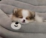 Small #2 Pomeranian