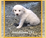 Small Photo #3 Anatolian Shepherd-Great Pyrenees Mix Puppy For Sale in DEARY, ID, USA