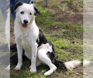 Bear - Male Borador Dog for Adoption - Photo #2