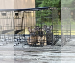 French Bulldog Litter for sale in COLT, AR, USA