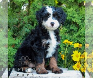 Bernedoodle (Miniature) Puppy for sale in LITITZ, PA, USA
