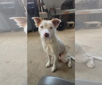 Small American Pit Bull Terrier-Retriever Mix