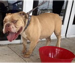 Small Bulldog