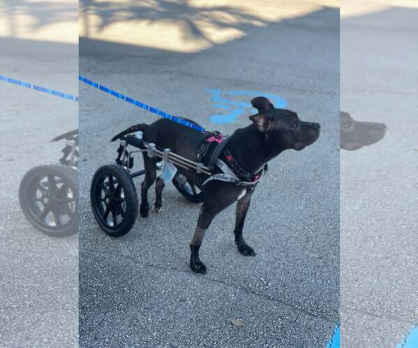 Medium Photo #42 Mutt Puppy For Sale in Pompano Beach , FL, USA