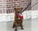 Small #5 Mastiff Mix