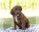 Small Photo #2 Irish Doodle Puppy For Sale in CHAMBERSBURG, PA, USA