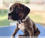 Small Photo #2 Boxer Puppy For Sale in RANCHO CUCAMONGA, CA, USA