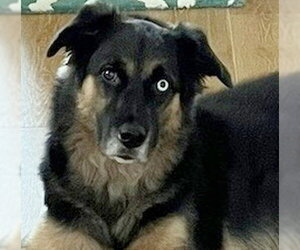 Australian Shepherd-German Shepherd Dog Mix Dogs for adoption in Alvin, TX, USA