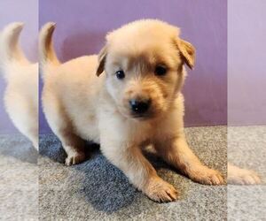 German Shepherd Dog-Golden Retriever Mix Puppy for sale in MODESTO, CA, USA