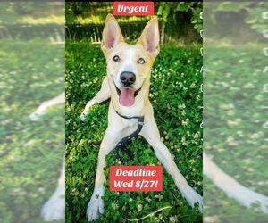 Siberian Husky Dogs for adoption in Sacramento, CA, USA