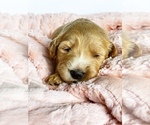 Small Photo #22 Goldendoodle Puppy For Sale in WOODLAND, AL, USA