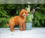 Puppy Vienna Cavapoo