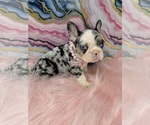 Small #2 French Bulldog