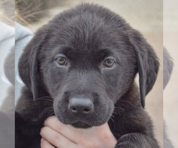 Medium Photo #5 Mutt Puppy For Sale in Huntley, IL, USA