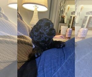 Cocker Spaniel Puppy for sale in KLEIN, TX, USA