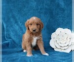 Small Photo #2 Goldendoodle (Miniature) Puppy For Sale in ROME CITY, IN, USA
