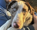 Small Photo #1 Border Collie-Weimaraner Mix Puppy For Sale in DERRY, NH, USA